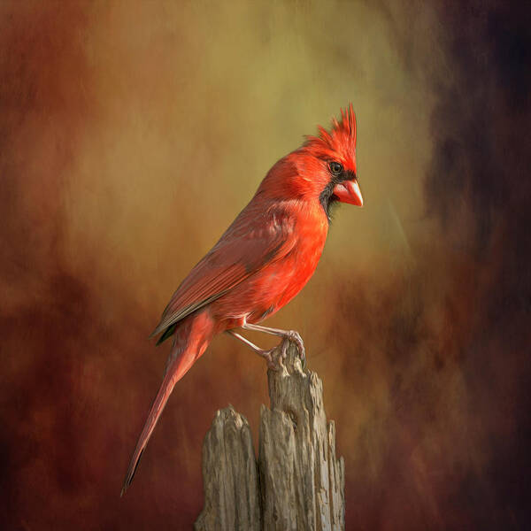 Cardinal Poster featuring the photograph Moody Painterly Redbird by Bill and Linda Tiepelman