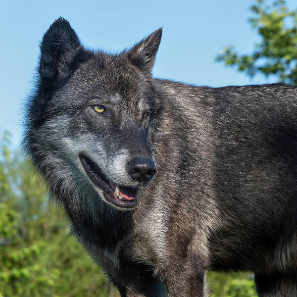 Wolf Poster featuring the photograph Mr Wolf by Laura Hedien