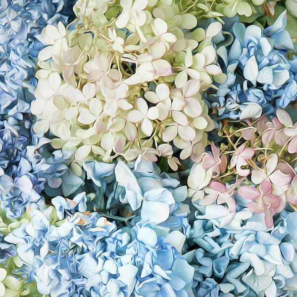 Hydrangea Poster featuring the photograph Multi Colored Hydrangea by Theresa Tahara