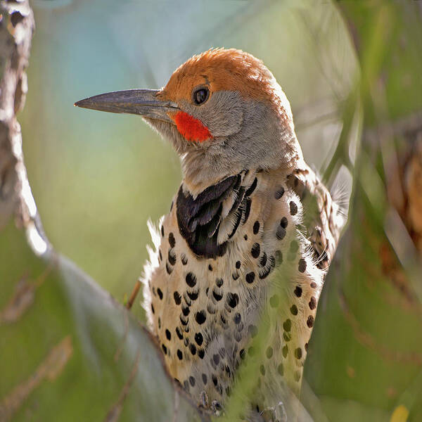 Tim Fitzharris Poster featuring the photograph Northern Flicker Woodpecker by Tim Fitzharris