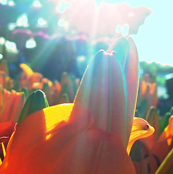 Orange Lily Closeup Poster featuring the digital art Orange Lily Sun Splash by Pamela Smale Williams