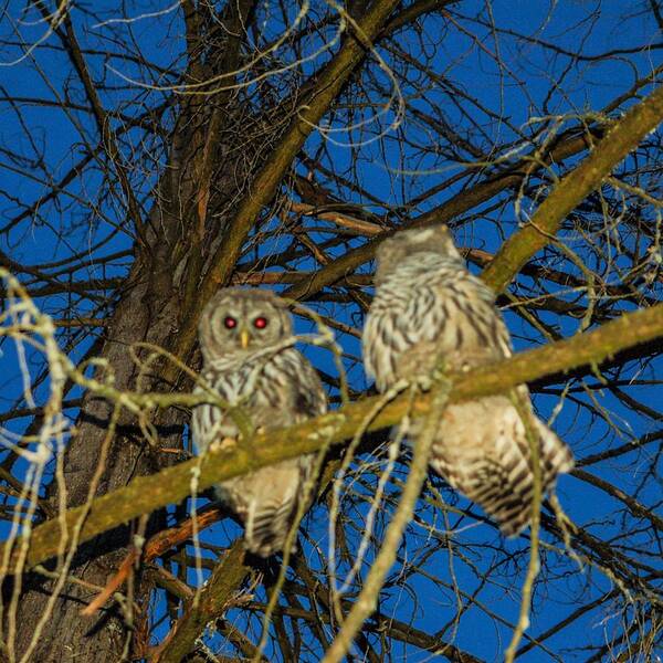 James Cousineau Poster featuring the photograph Owls In Tree by James Cousineau