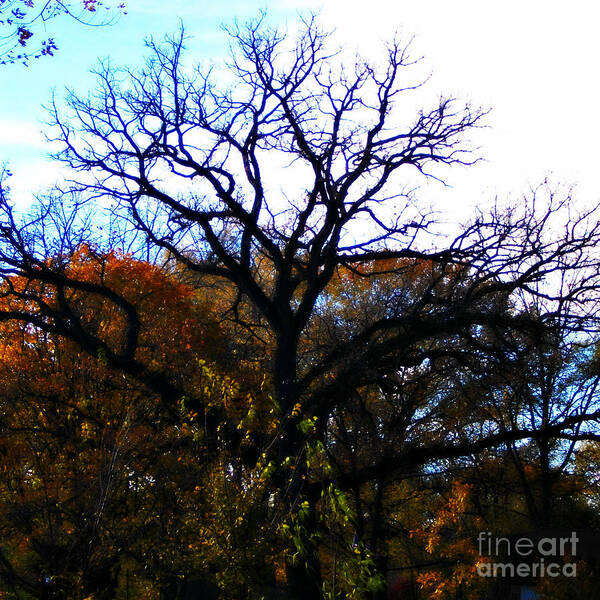 Landscape Poster featuring the photograph Painterly Fall Leaves and Tree Silhouette by Frank J Casella