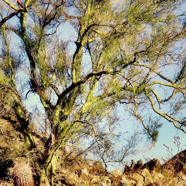 Blue Paloverde Poster featuring the photograph Palo Verde on Rocky Hillside by Judy Kennedy
