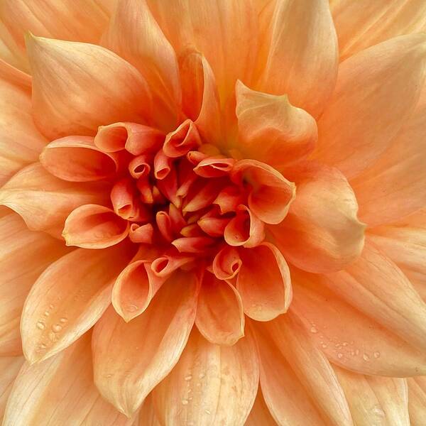 Peach Colored Dahlia Poster featuring the photograph Peach Dahlia #2 by Jerry Abbott