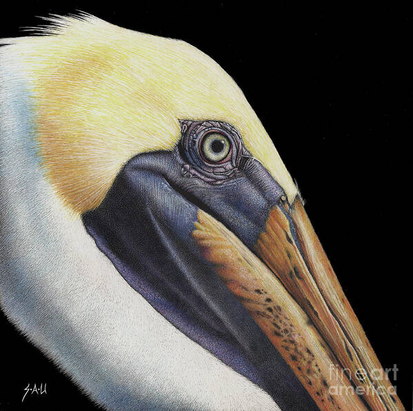 Pelican Poster featuring the drawing Perfectly Poised by Sheryl Unwin