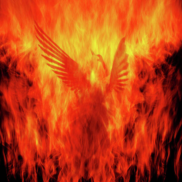 Phoenix Poster featuring the photograph Phoenix Rising by Andrew Paranavitana