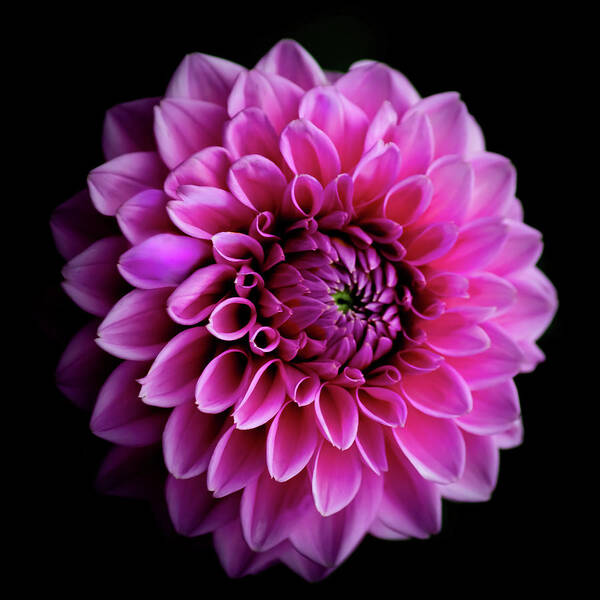Art Poster featuring the photograph Pink Dahlia IV by Joan Han