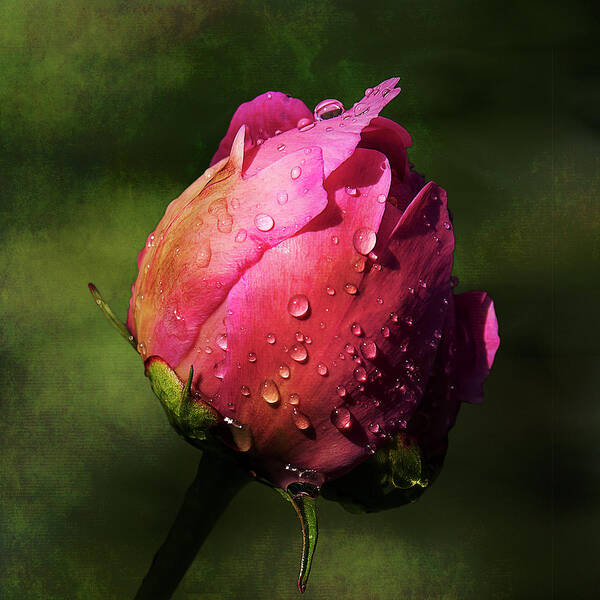 Pink Poster featuring the photograph Pink Peony Bud with Dew Drops by Patti Deters