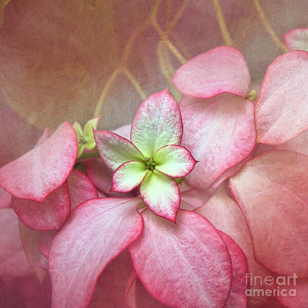 Christmas Tradition Poster featuring the digital art Pink Poinsettia Textures by Amy Dundon