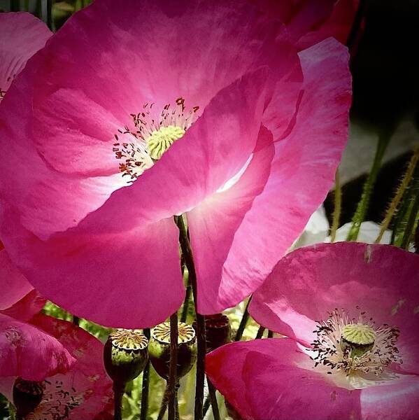 Poppies Poster featuring the photograph Pink Poppies by Daniele Smith