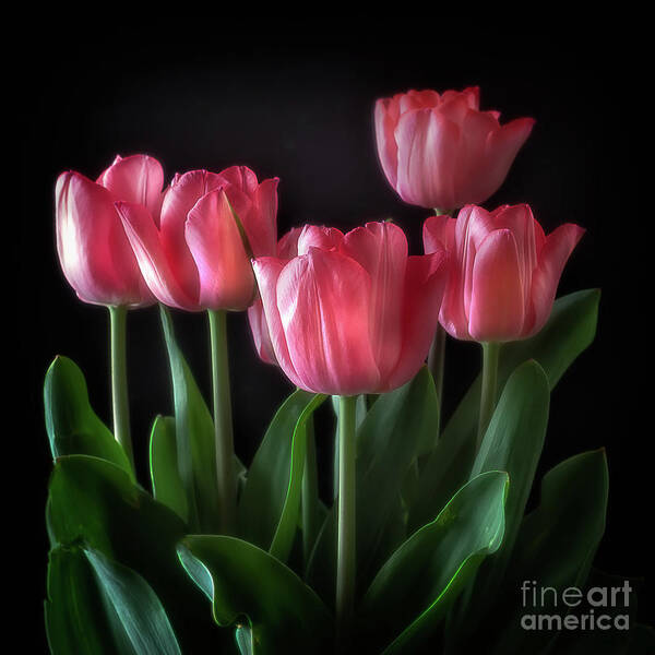 Flowers Floral Poster featuring the photograph Pink Tulips by Ann Jacobson