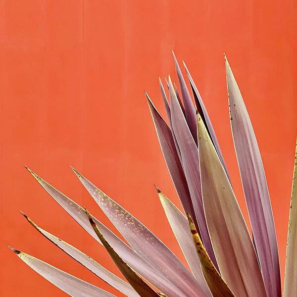  Poster featuring the photograph Plant On Orange by Julie Gebhardt