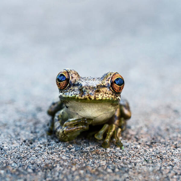 Pondering Frog Poster