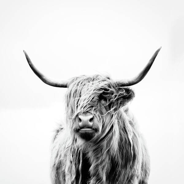 Animals Poster featuring the photograph Portrait of a Highland Cow - square crop by Dorit Fuhg