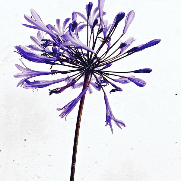  Poster featuring the photograph Purple Flower by Julie Gebhardt