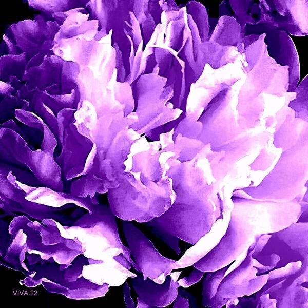 Peony Poster featuring the photograph Purple Peony Party by VIVA Anderson