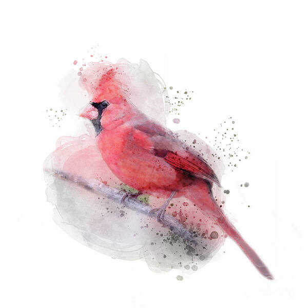 Red Cardinal Poster featuring the digital art Red Cardinal Watercolor by Jayne Carney