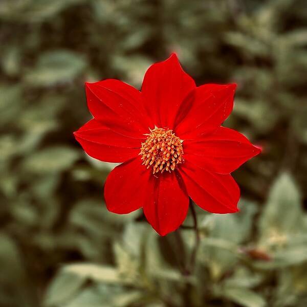 Red Poster featuring the photograph Red Dahlia by Jerry Abbott