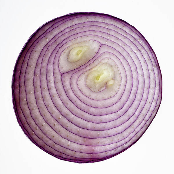 Close-up Poster featuring the photograph Red Onion 1 by Norman Reid