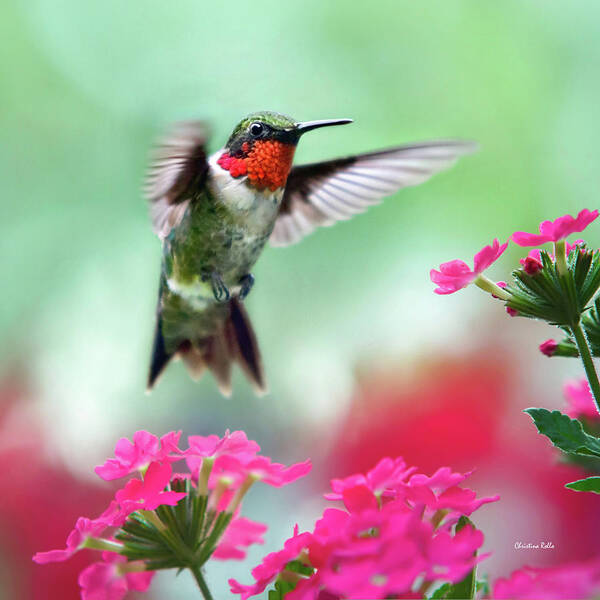 Hummingbirds Poster featuring the photograph Ruby Garden Jewel Hummingbird Square by Christina Rollo