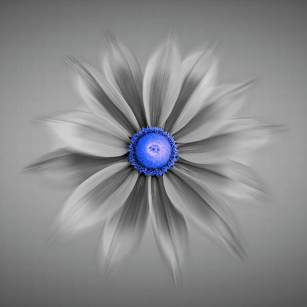 Blue Daisy Poster featuring the photograph Rudbeckia Blossom Irish Eyes - Selective Color Blue by Patti Deters