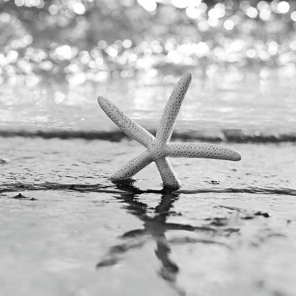 Beach Poster featuring the photograph Sea Star BW by Laura Fasulo