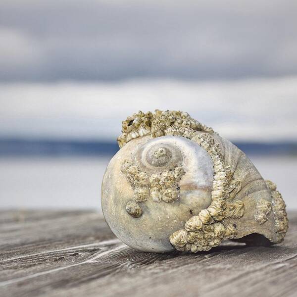 Shell Poster featuring the photograph Seashell 1 by Carol Jorgensen