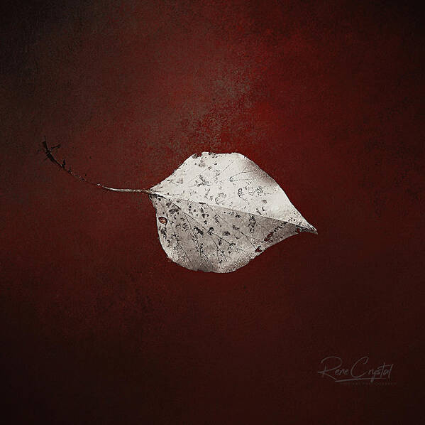 Leaf Poster featuring the photograph Silver Single Looking For Love by Rene Crystal