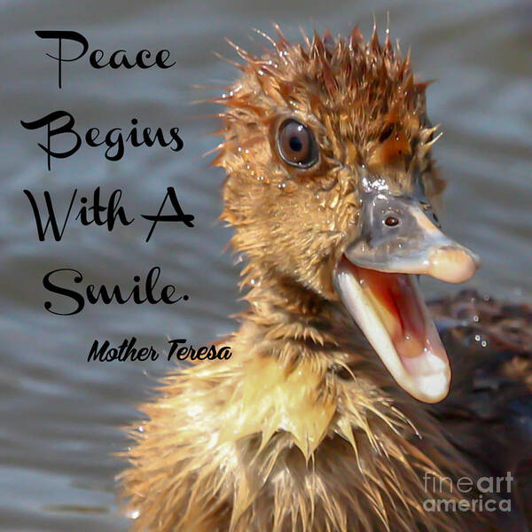 Duckling Poster featuring the photograph Smile by Joanne Carey
