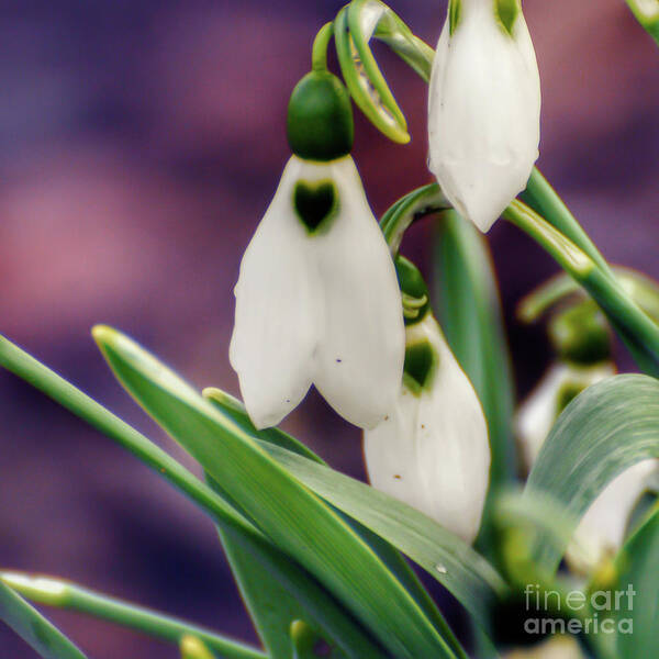 Snowdrops Poster featuring the photograph Snowdrops by Kerri Farley