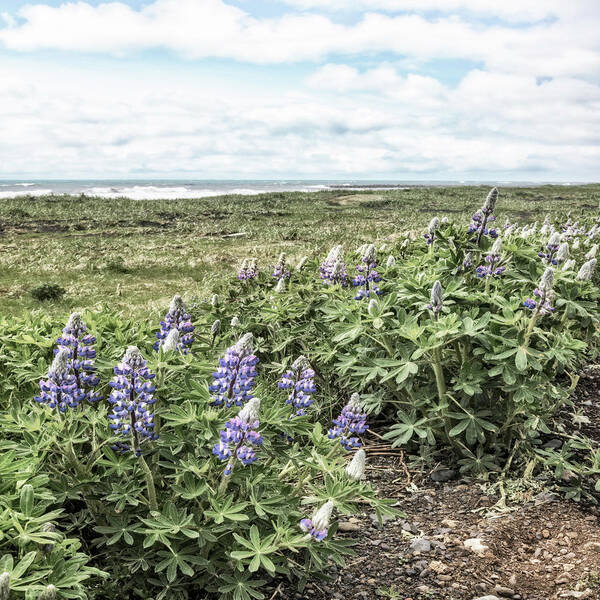 Clouds Poster featuring the photograph Soft Lupines at the Edge of the Sea by Debra and Dave Vanderlaan
