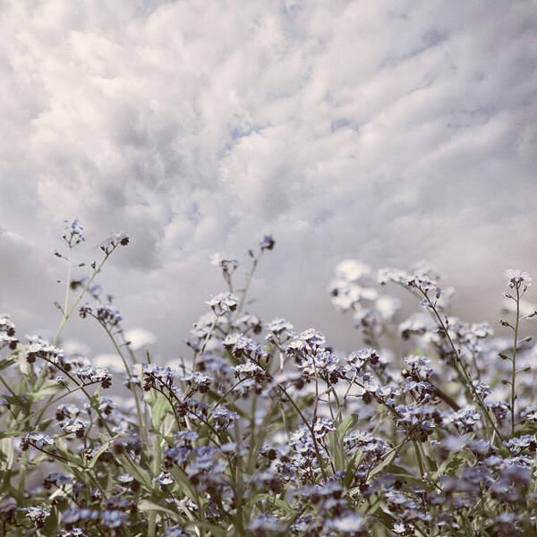 Clouds Poster featuring the photograph Soft Wildflowers Waving in the Breeze by Debra and Dave Vanderlaan