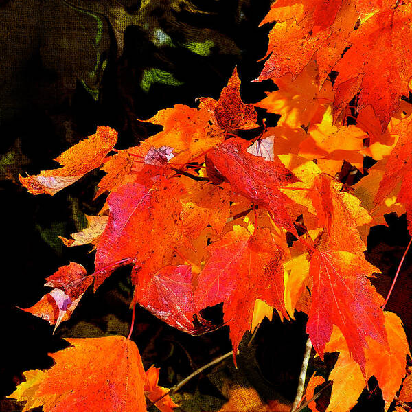 Autumn Poster featuring the digital art Splendor by Gina Harrison