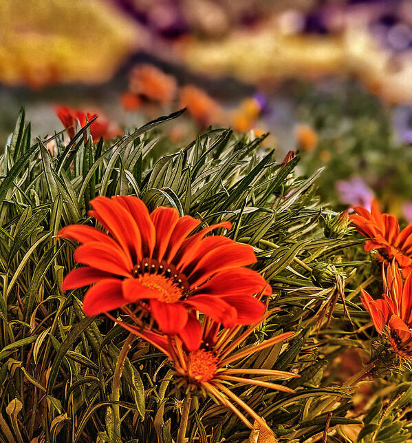 Flower Poster featuring the photograph Spring Orange Flowers by Dave Zumsteg