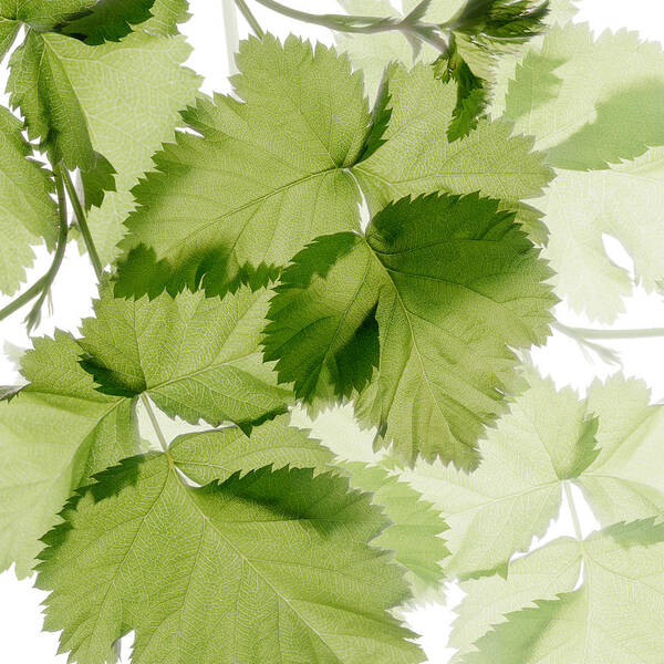 Berry Leaves Poster featuring the photograph Squared Berry Leaves II by Marsha Tudor