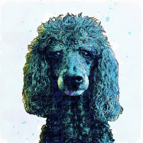 Standard Poodle Poster featuring the photograph Standard Poodle by Pamela Williams