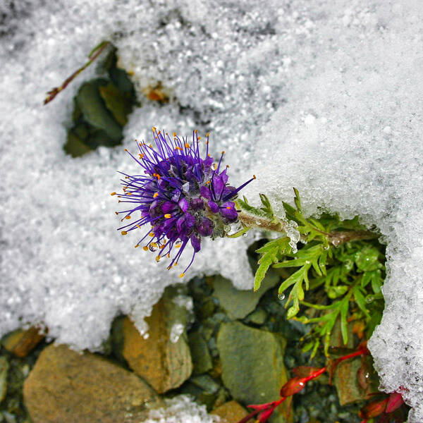 Summer Snow Clover Poster featuring the photograph Summer Snow Clover by Gene Taylor