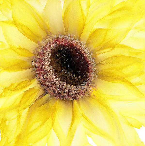Sunflower Poster featuring the painting Sunflower of Peace No.1 by Kimberly Deene Langlois