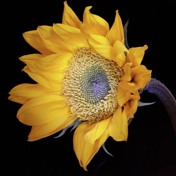 Botanical Poster featuring the photograph Sunflower Square by Julie Powell