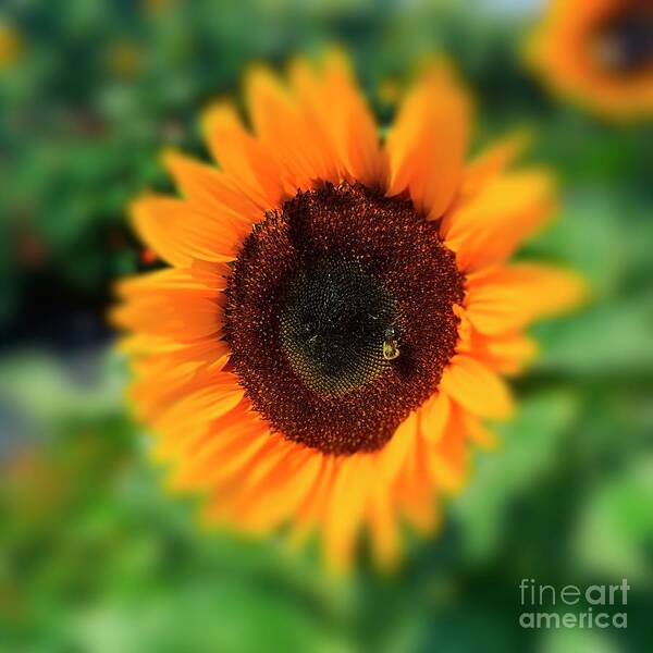 Bee Poster featuring the photograph Sunny Sunflower and Fellow Bee by Luther Fine Art