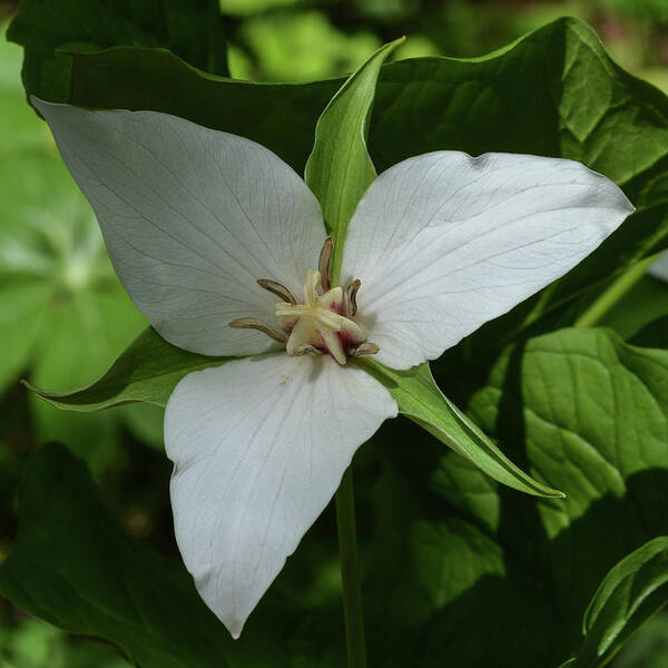 Throw Pillow Poster featuring the photograph Susquehanna Trillium by Tana Reiff
