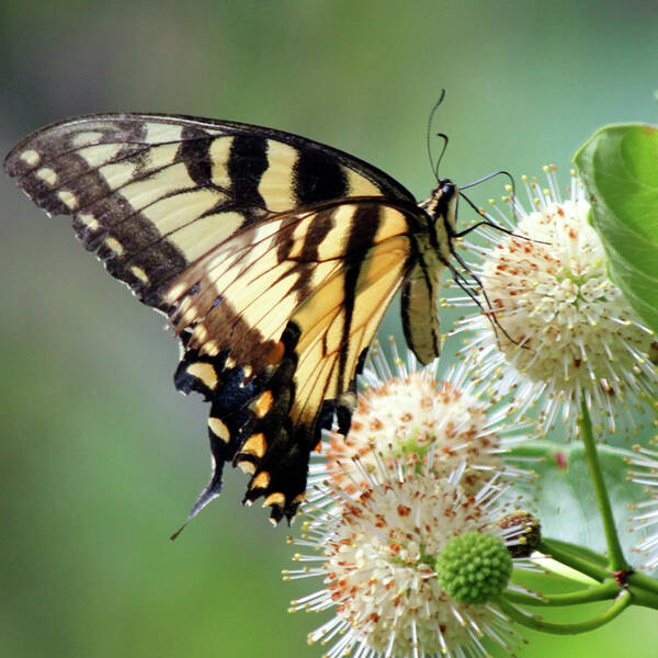 Butterfly Poster featuring the photograph Swallowtail by Carolyn Stagger Cokley