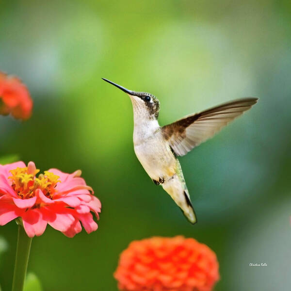 Hummingbirds Poster featuring the photograph Sweet Promise Hummingbird Square by Christina Rollo