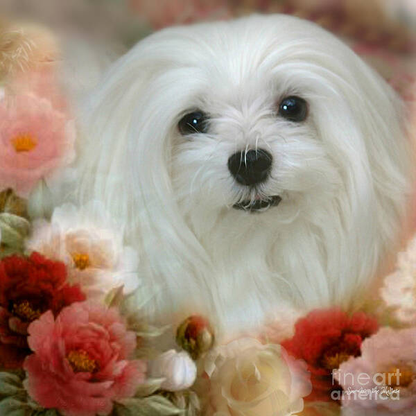 Maltese Dog Poster featuring the mixed media Sweet Snowdrop by Morag Bates