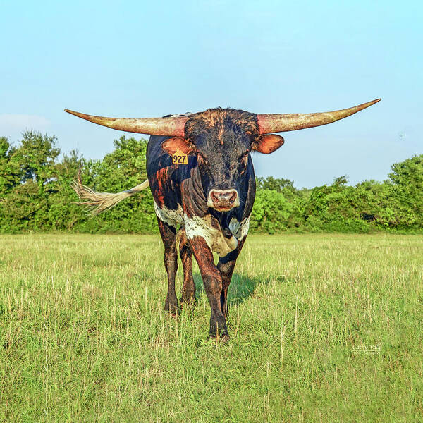 Texas Longhorn Bull Print Poster featuring the photograph Texas longhorn bull by Cathy Valle