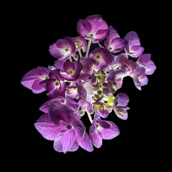 Bigleaf Hydrangea Poster featuring the photograph Finale in Purple by Kevin Suttlehan