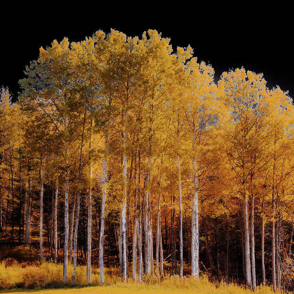 David Patterson Poster featuring the photograph The Birch Trees by David Patterson
