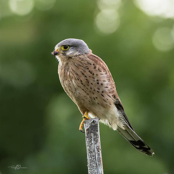 Kestrel Poster featuring the photograph The male Kestrel hunting on top of a round pole by Torbjorn Swenelius