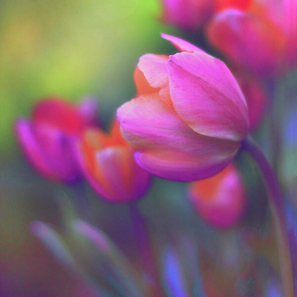 Tulips Poster featuring the photograph The Painted Tulip by Jessica Jenney